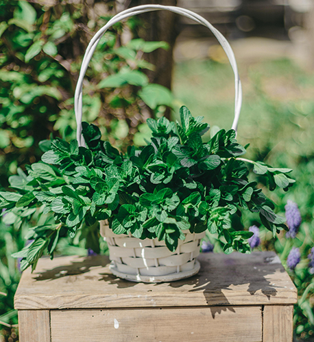 Ürtide kasvatamine aias